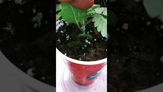 solo cup grow wk 2 irvine seeds Island Punch mars hydro ts 1000