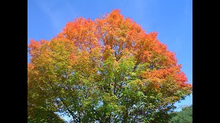 Mount Holyoke College in Fall Update