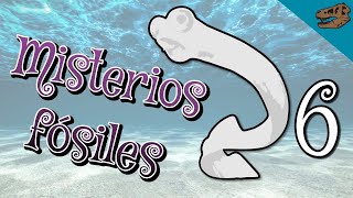 Misterios fósiles 6: Conodontos ¿Vertebrados o algo más?