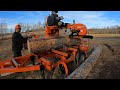 Dropping an oak tree and making lumber