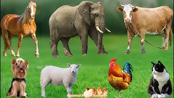 Farm Animal Life: Horse, Cow, Sheep, Buffalo, Cat, Pig, Dog – Animal Sounds