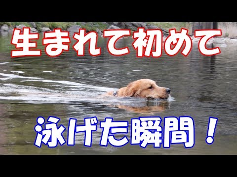 人生初の遊泳成功!ゴールデンレトリバー ジョイ
