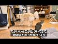 にゃんこを遊びに誘ったら