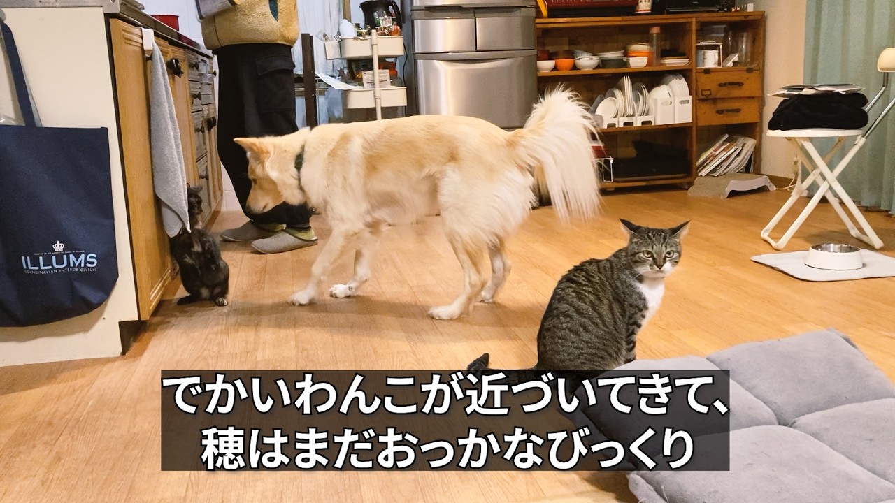 にゃんこを遊びに誘ったら