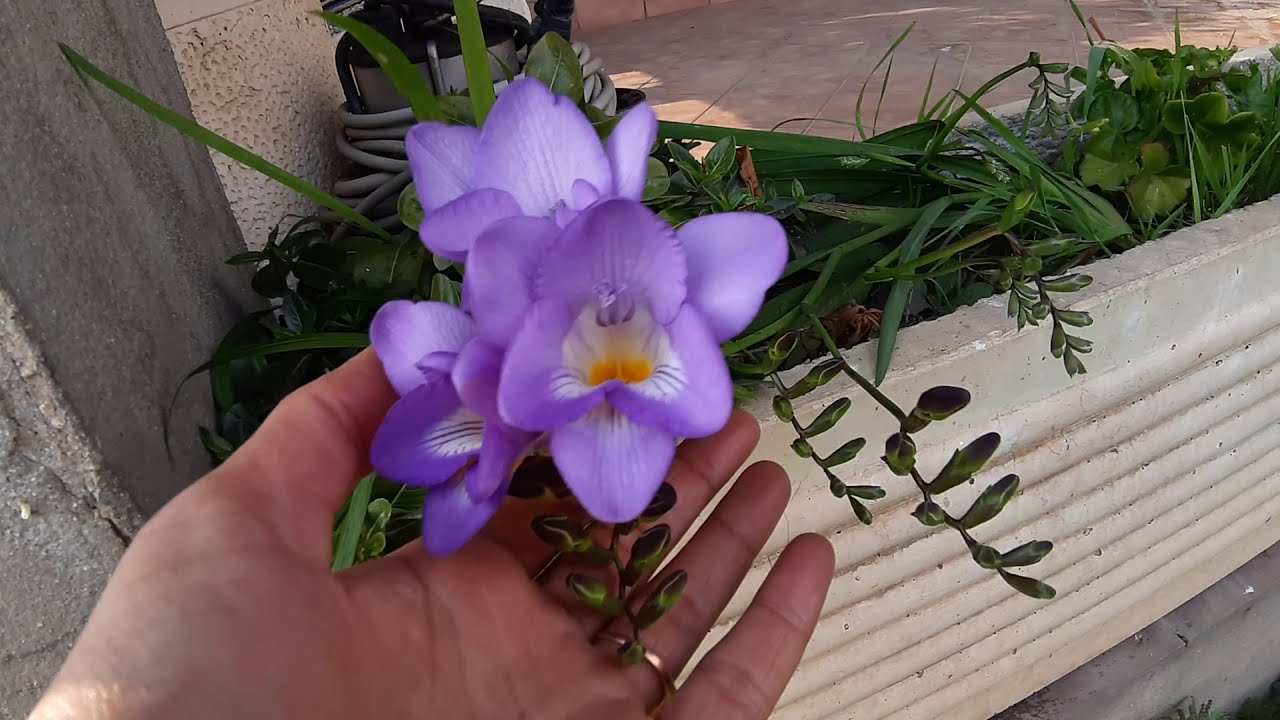 fresia fiorita زهور الفريسيا أو النسيم مزهرة