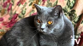 Spaying And Neutering The Responsible Thing To Do