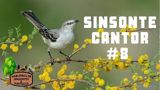 SINSONTE / CENZONTLE CANTOR #8  VIDEO PARA ENSEÑARLE LINDAS MELODIAS A TU SINSONTE,.
