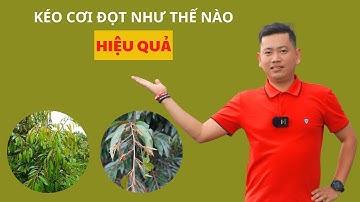 Kéo cơi đọt sầu riêng như thế nào? | Nông Nghiệp Tây Nguyên TKA