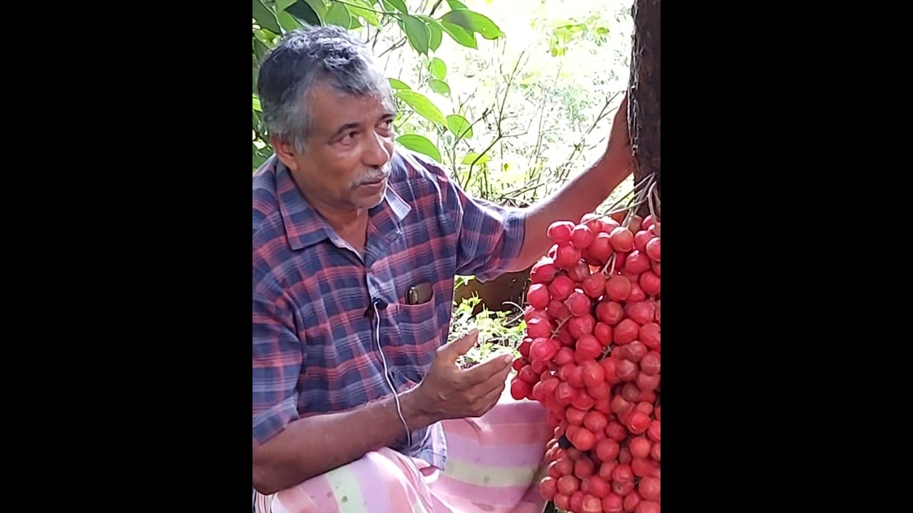 മൂട്ടിപ്പഴം |   കൊശ്ശേരിൽ കുഞ്ഞുമോൻ ചേട്ടന്റെ കൃഷി
