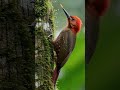 #short #birds #wildlifeentertainment #parrot #birds4k #amazonjungle #wildlife #colorfulbirds #amazon