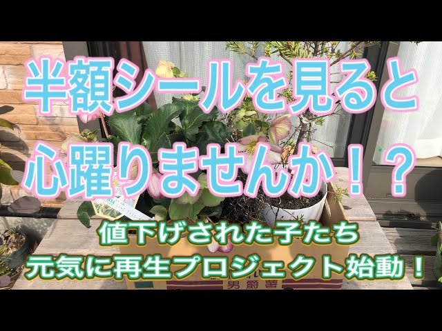 園芸店に行ったらたまーに会える！値下げされてた苗を連れて帰りました 