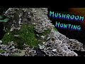 Hunting For Mushrooms In PA (Turkey Tail, Dryads Saddle, Oyster)