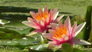 Красивые Лилии На Реке - 1 Мин 1080P Цветы Fullhd