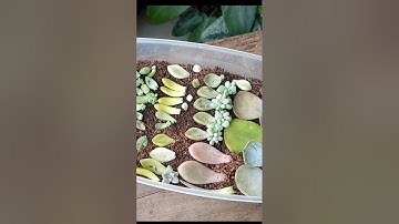 Propagate Succulents from Leaves Like PRO