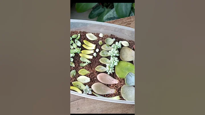 Propagate Succulents from Leaves Like PRO - DayDayNews