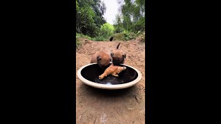 Bandits attack Chinese pastoral dogs and dogs eating dogs and puppies