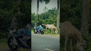 Two hourse in one frame #crazybikershamim #r15 #dance #shortvideo #love #gsxr