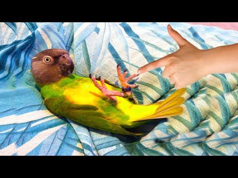 funny-parrots-playing-dead-|-parrots-so-smart-|-funny-everyday-compilation