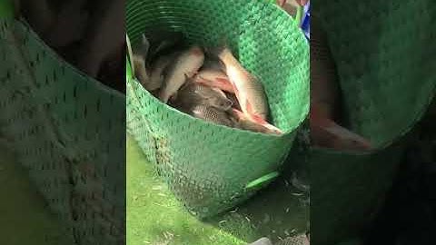 Vlogs 83 Bồi cá, báo cá - Hồ Voi Con 0917478007 Bình Quới, P. 28, Bình Thạnh, HCM || Mần Nông Vlogs