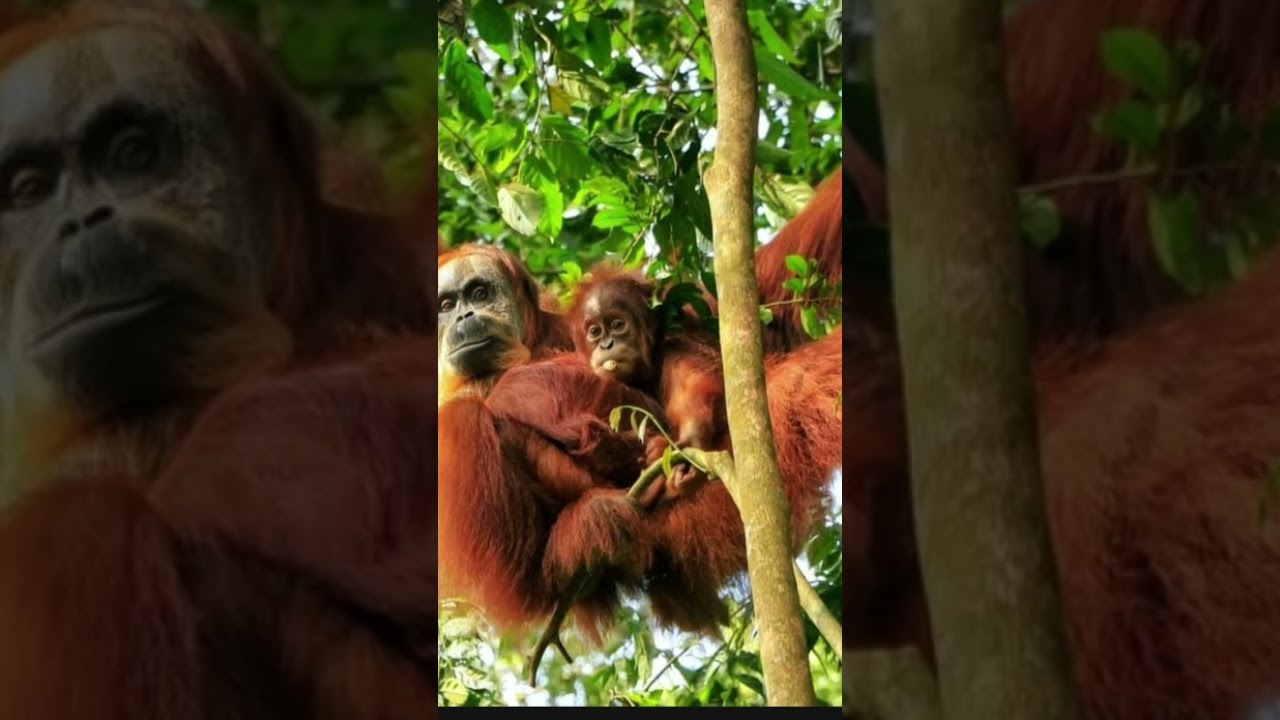 Amazon forest 🌲🌳🌴