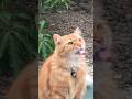 Kucing Lucu Waktunga Makan Cenilan