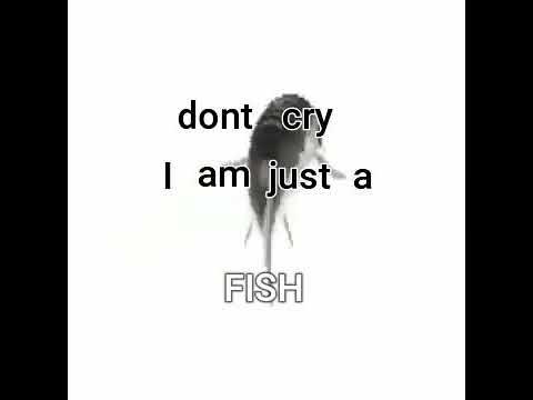 платье i am studio. I am studio. Nike t shirt. рыба dont cry i am just a fish гифка. обои на телефон мотивация.