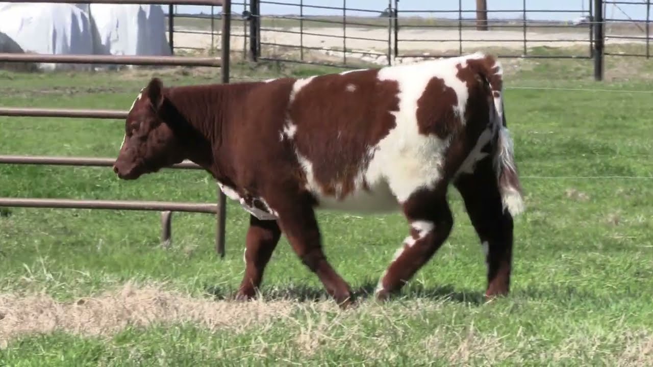 Lot 1 Shorthorn