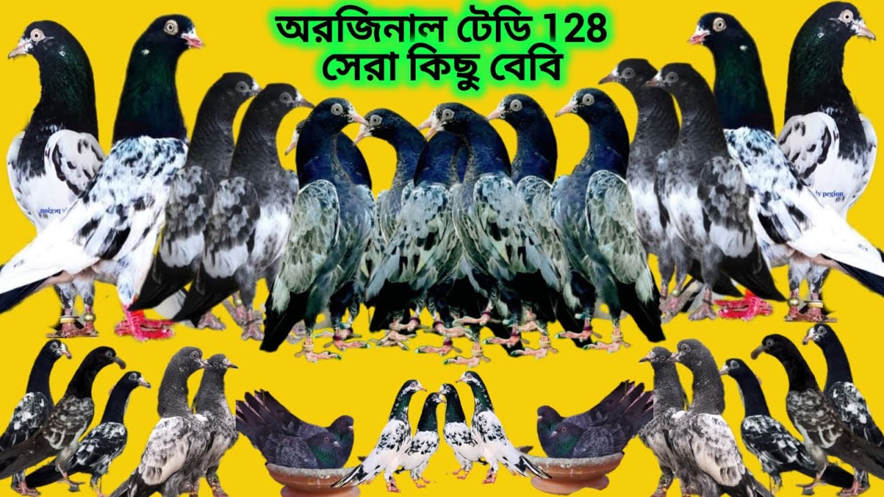 অরজিনাল #টেডি 128#সের#বেবি #origina#teddy 128#bebe #pakistani #highflyer #pigeon #