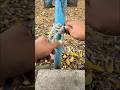 "This Knot is Very Helpful #knot #knots #rope #shortvideo