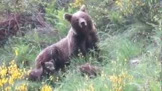 Oso pardo madre y sus crías en su hábitat natural