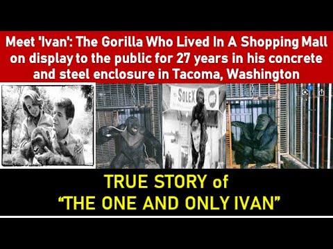 The True Story Of Ivan The Urban Gorilla| | Story Behind The Movie The One And Only Ivan