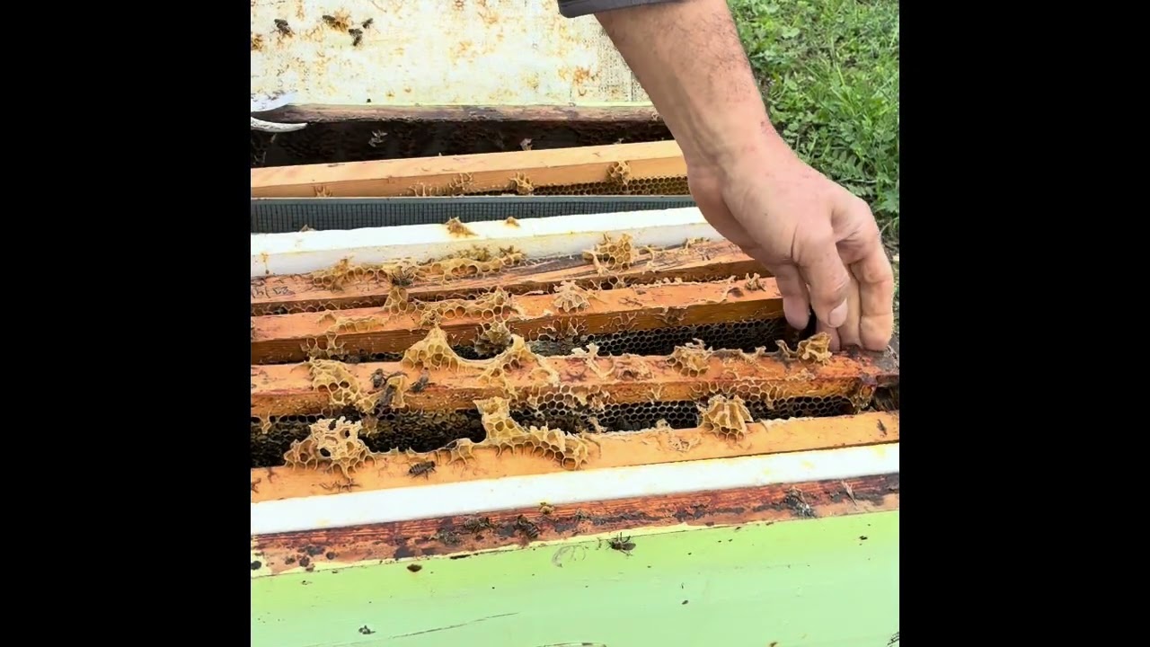 Varroa mücadelesi oksalik asit 7. Püskürtme