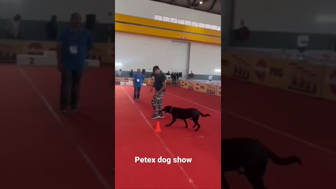 Petex dog show 