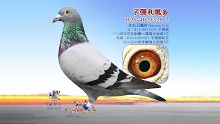 【歐洲特賣會】B20-4025328