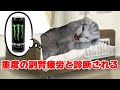 エナジードリンクを飲みすぎて入院した大学生の末路 #猫マニ #猫ミーム