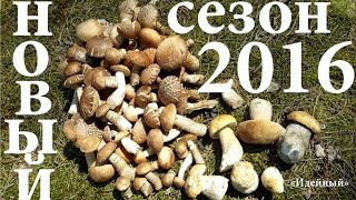 Как найти белый гриб подберезовик подосиновик летние грибы 2016 под Киевом Александр Идейный Как найти белый гриб подберезовик подосиновик летние грибы 2016 под Киевом Александр Идейный