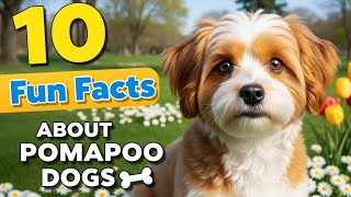 10 Fun Facts About Pomapoo Dogs (Pomeranian Toy Poodle Mix) That Will Melt Your Heart! 🐶✨