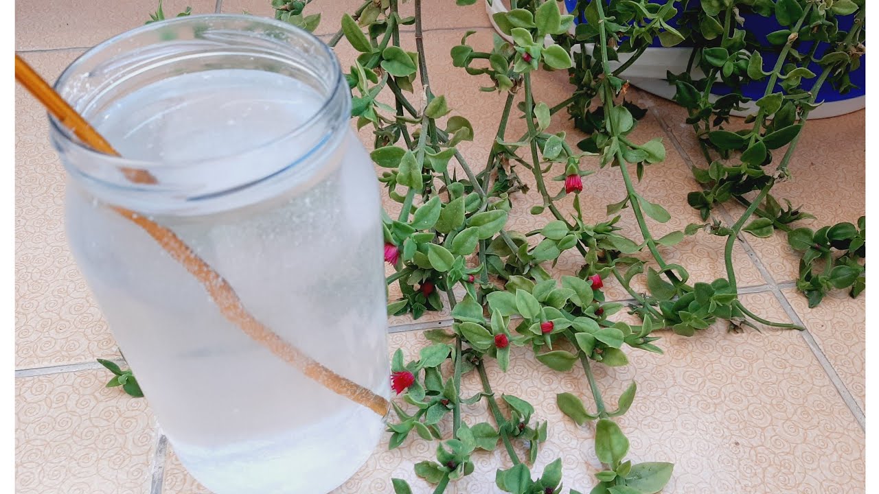 ÇİÇEKLERİNİZ BÜYÜMÜYOR SA 🤔BIRDE BUNU DENEYİN 🧐ÇİÇEK BAKIMI 🤩ÇİÇEK COŞTURAN 🤩BUZ ÇİÇEĞİ BAKIMI 🥰