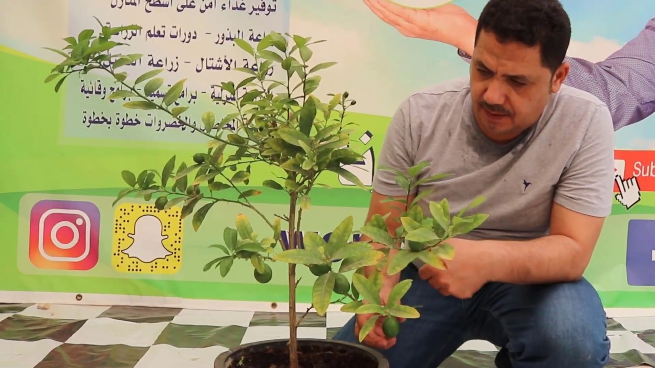 متى يتم تعطيش الليمون, زراعة الليمون في اصيص, أسباب تساقط ثمار الليمون بعد العقد, الري اثناء التزهير