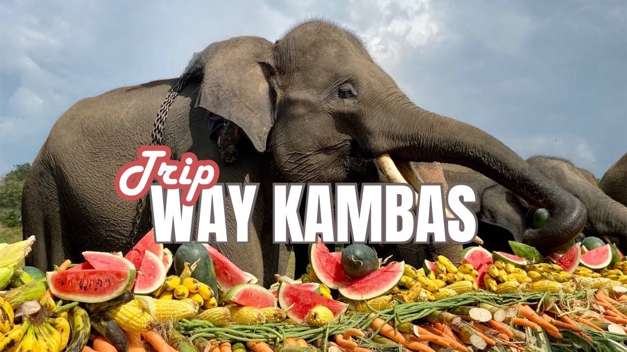 TAMAN NASIONAL WAY KAMBAS - Eps 1 ❗️MUKBANG GAJAH - BERTEMU ANAK GAJAH LUCU NISA & ERIN 