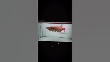 Huyết Long 4 Năm Tuổi , Huyết Long Phông Trắng ,Cá rồng #carong #arowana #fish #arowanafish #fishing