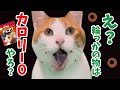 完全にダイエット失敗してるやつあるある【漫才】【コント】 【猫アニメ】