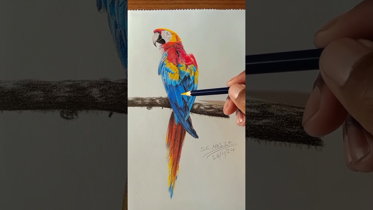 How To Draw a Polly Parrot Bird with Coloured Pencils.