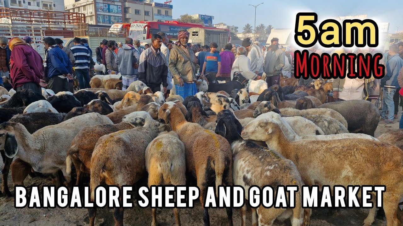 Saturday Morning Sheep and Goat Market Bangalore 