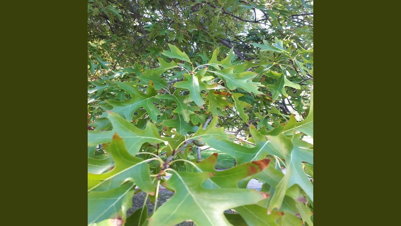 Guarda It Does Not Matter su YouTube Guarda It Does Not Matter su YouTube