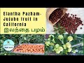 My USA Garden Ilantha Pazham|Jujube fruit|இலந்தை பழம்|Ber|Health Benefits of Jujube|Elantha Pazham