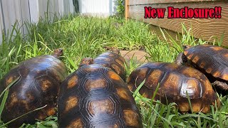 Building Amazon Habitat for Tortoises!!