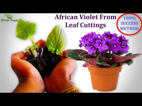 Video: Growing Violets From A Leaf