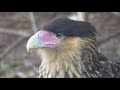 Rescued Southern Crested Caracara (Caracara plancus)