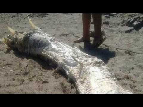 Strange horned sea monster washes ashore in Spain